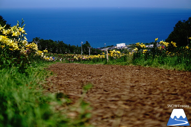 北海道最大級、213万輪のゆりの花！『オーンズ春香山ゆり園』